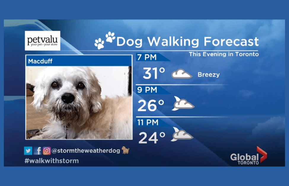 Calling All Devoted Pet Lovers