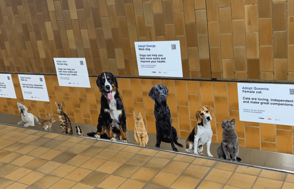 Pictures of dogs and cats on the wall of a TTC Station with information about how you can adopt them